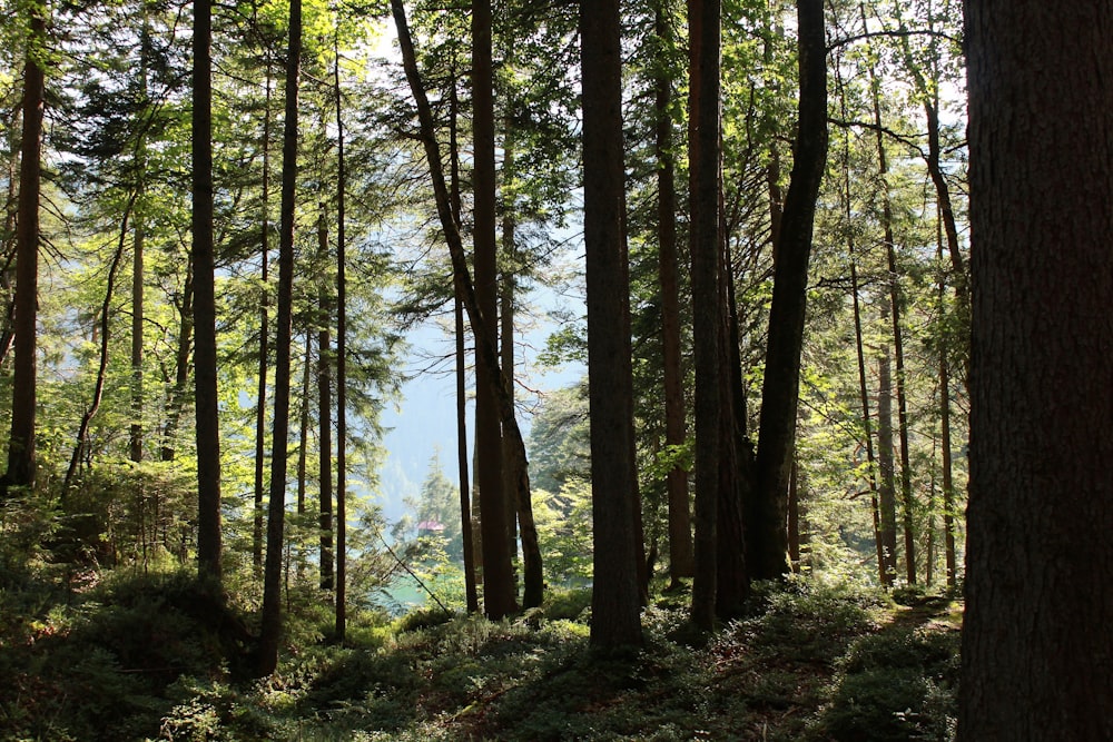 green trees on forest during daytime