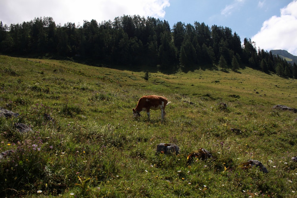 brown horse on green grass field during daytime