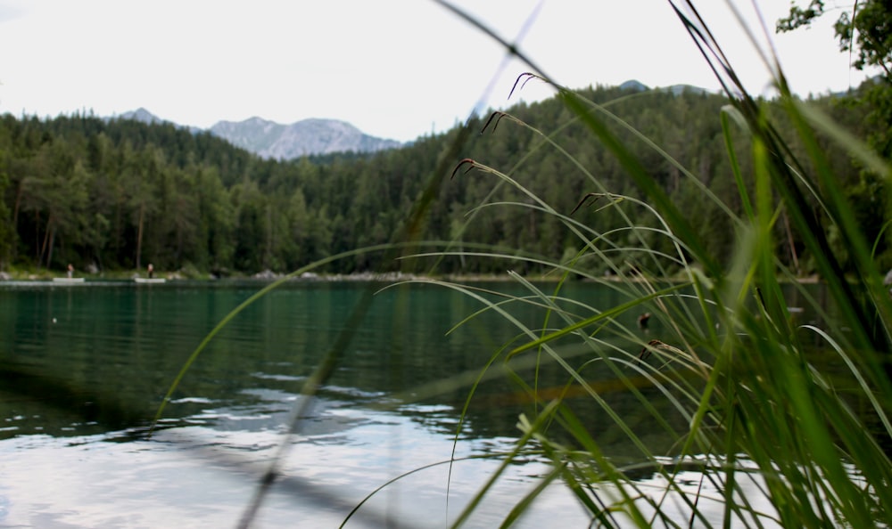 green trees near body of water during daytime