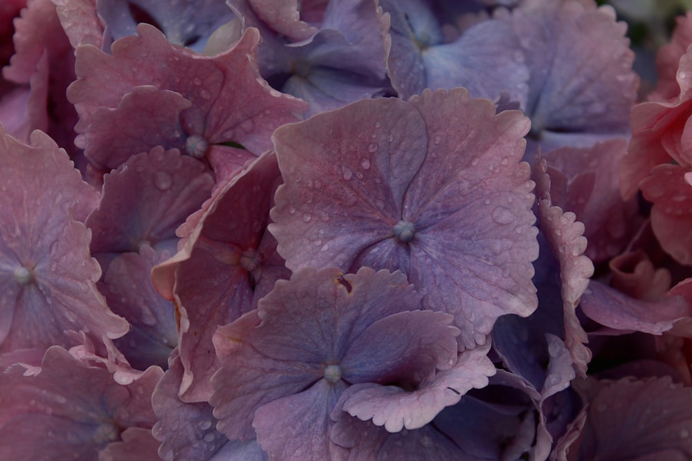 brown and white flower in macro lens photography