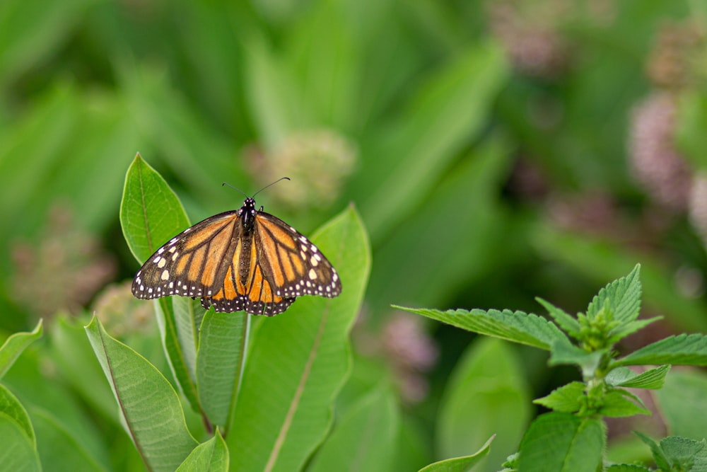 monarch butterfly perched on green leaf in close up photography during daytime