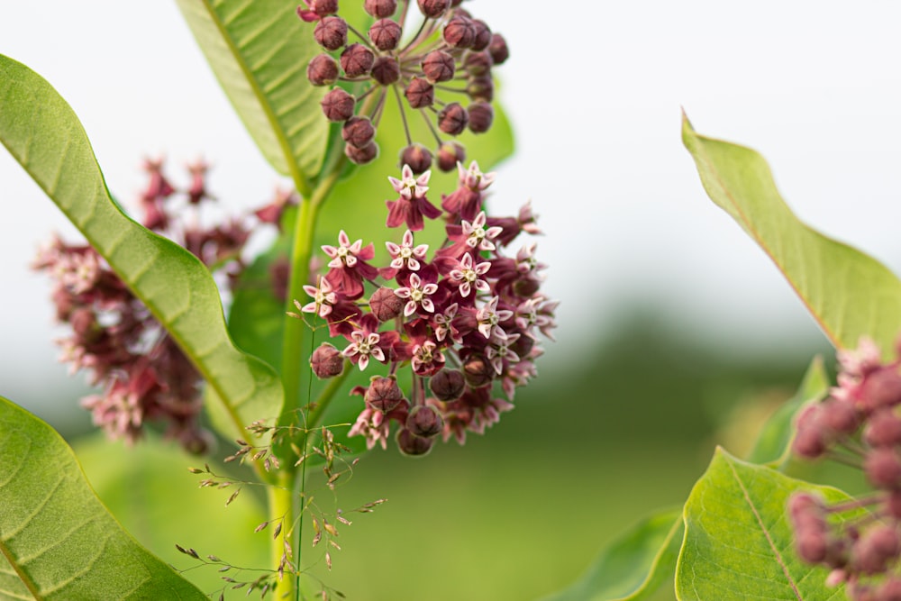 pink and white flower buds in tilt shift lens