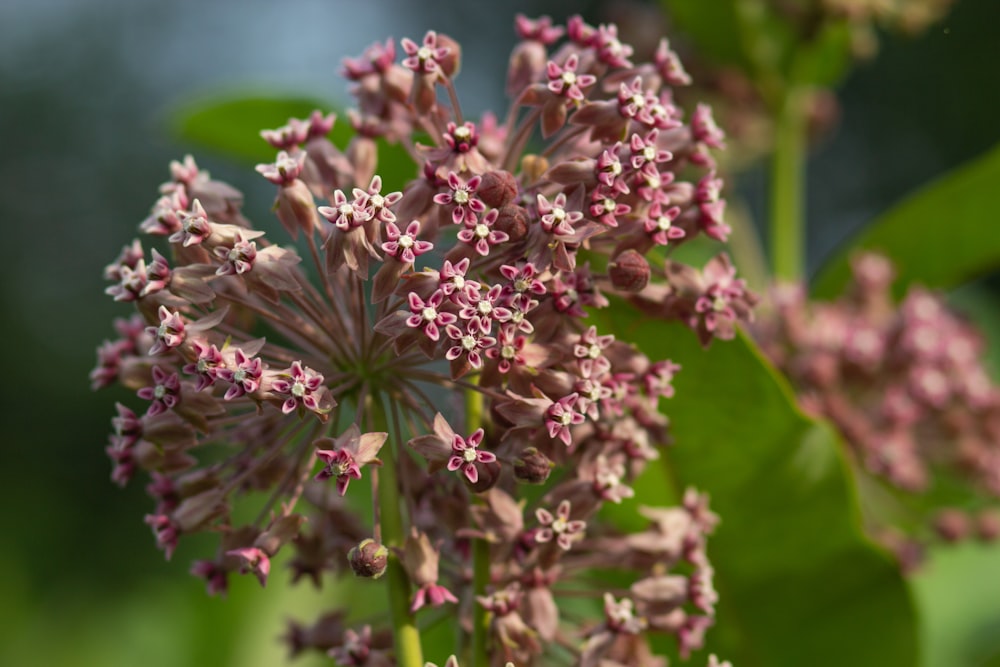 pink and white flower buds