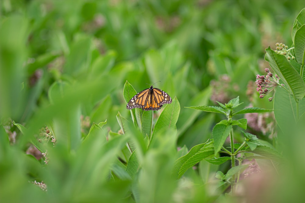 monarch butterfly perched on green leaf in close up photography during daytime