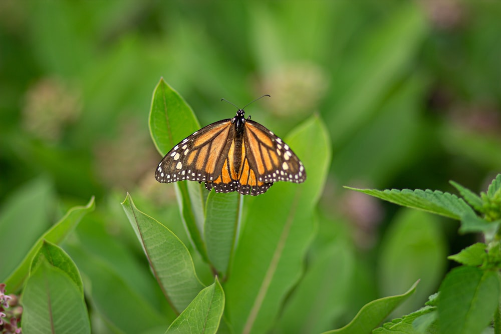 monarch butterfly perched on green leaf in close up photography during daytime