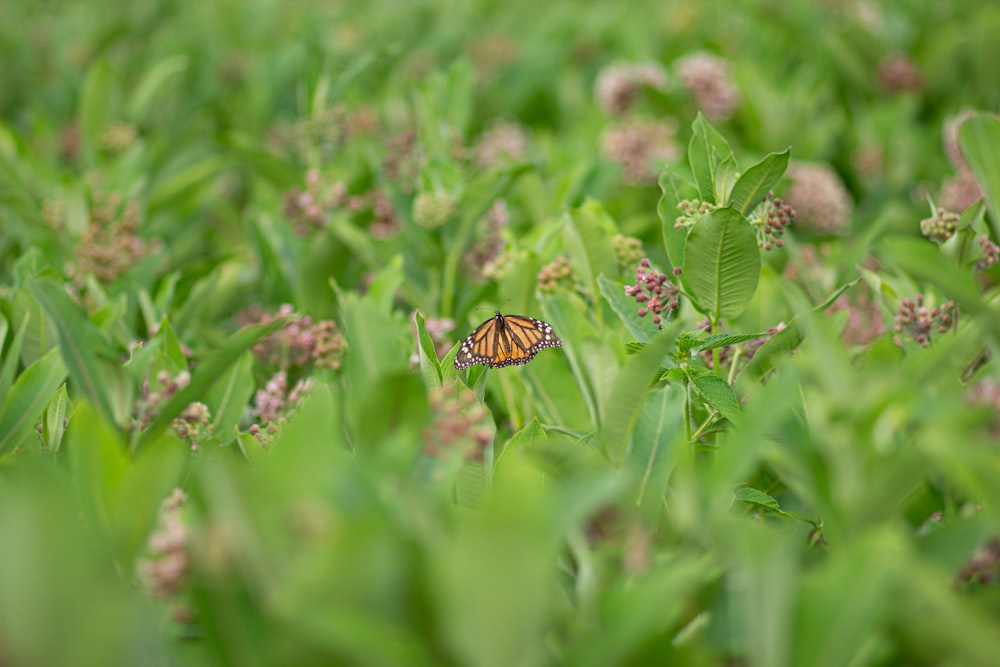 tiger swallowtail butterfly perched on green plant during daytime