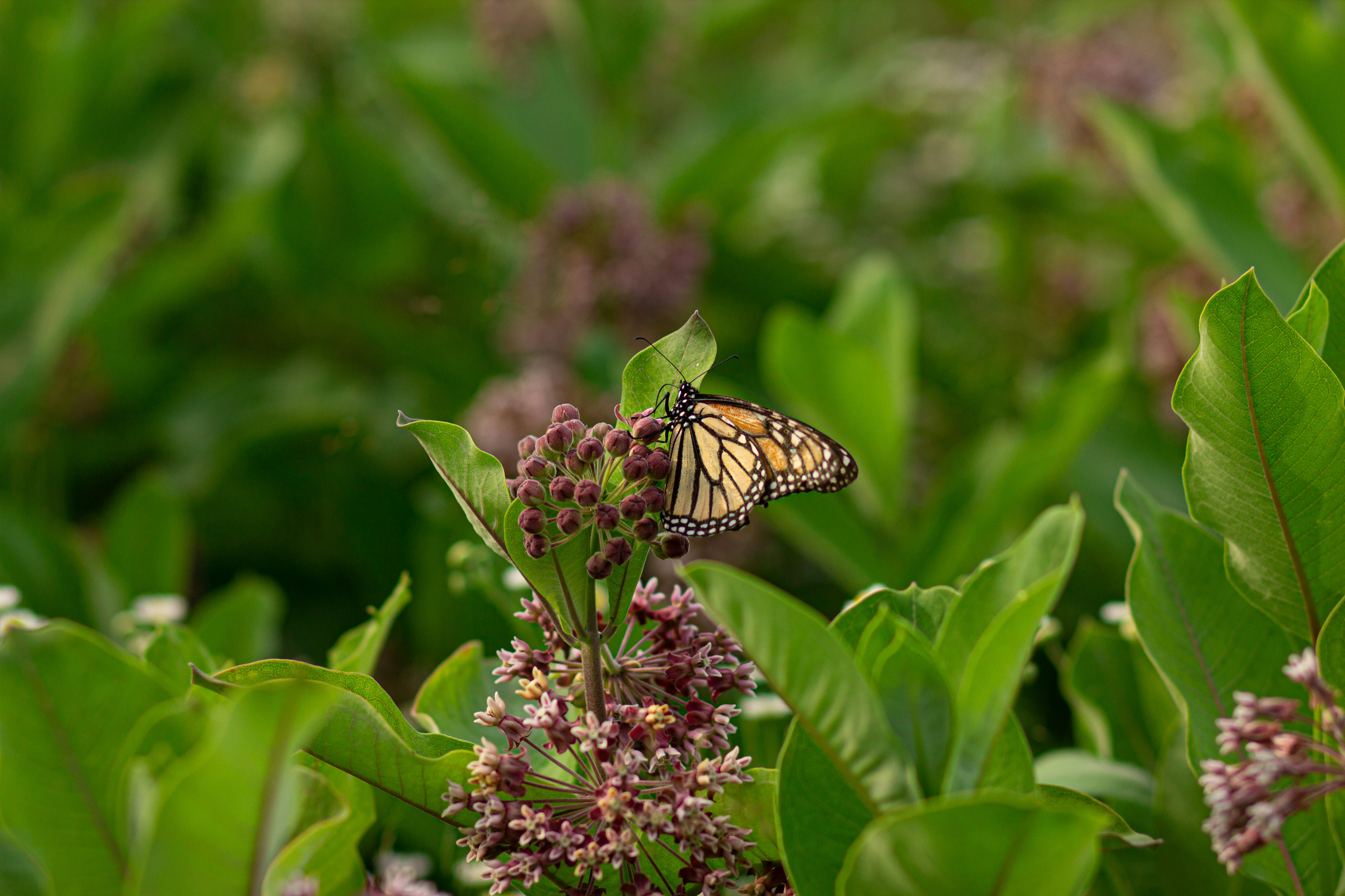 Milkweed Makes Good Scents: 2025 Rare Plant of the Year