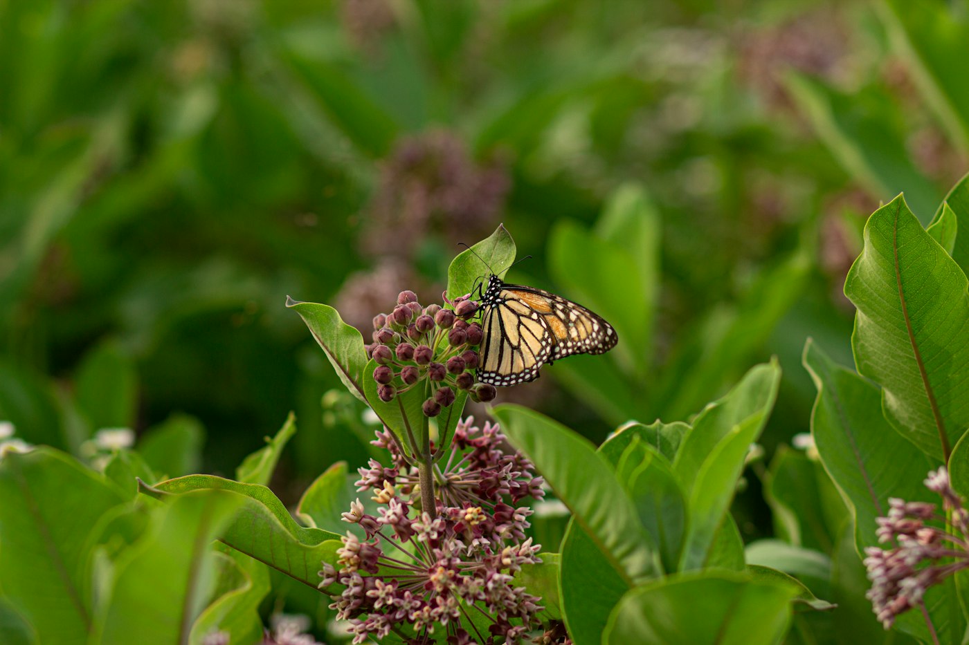 Monarch butterfly on milkweed flowers, a relative of butterfly weed