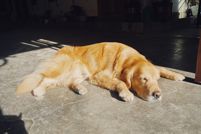 A serene golden retriever resting peacefully in a sunlit garden.