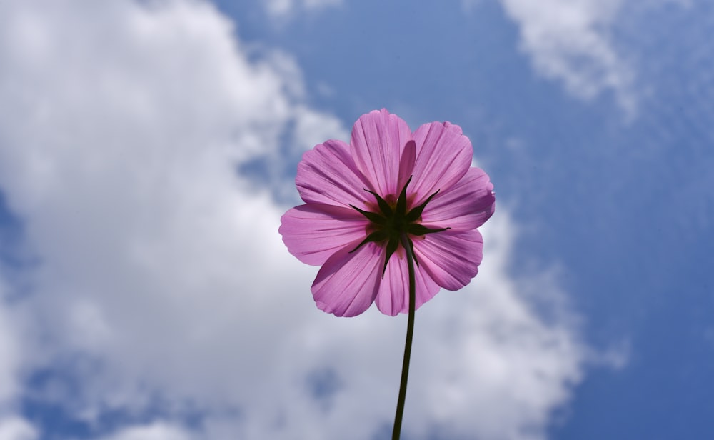 pink flower under blue sky