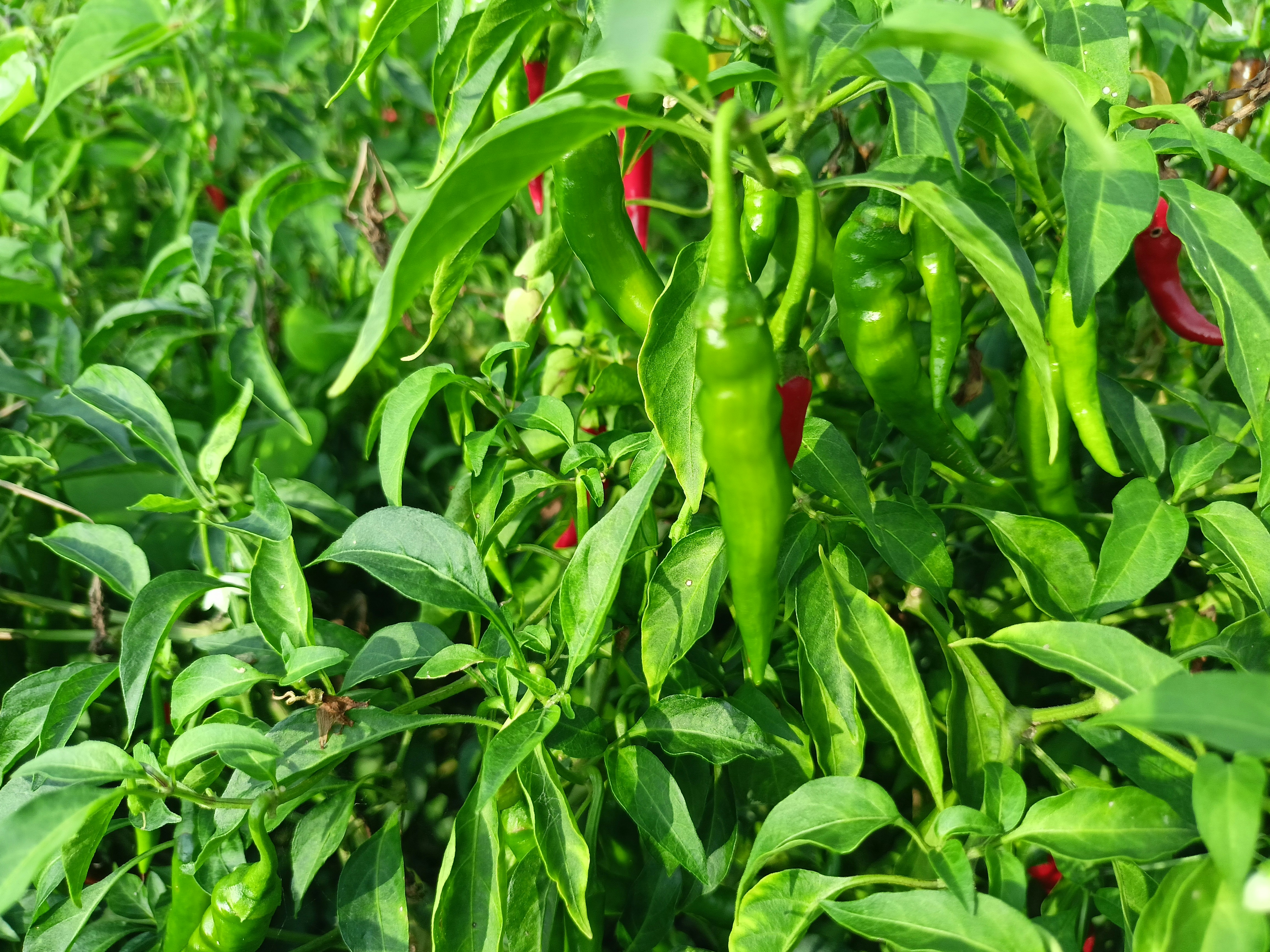 Fresh Ghana Chili Peppers