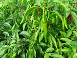 A rustic chili farm landscape with vibrant red peppers hanging on plants.