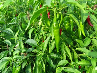 Rows of chiltepin pepper plants thriving in the sandy soil with bright red peppers ripening.