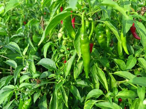 Rows of chiltepin pepper plants thriving in the sandy soil with bright red peppers ripening.