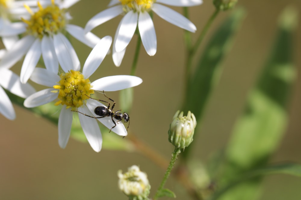 black and yellow bee on white flower