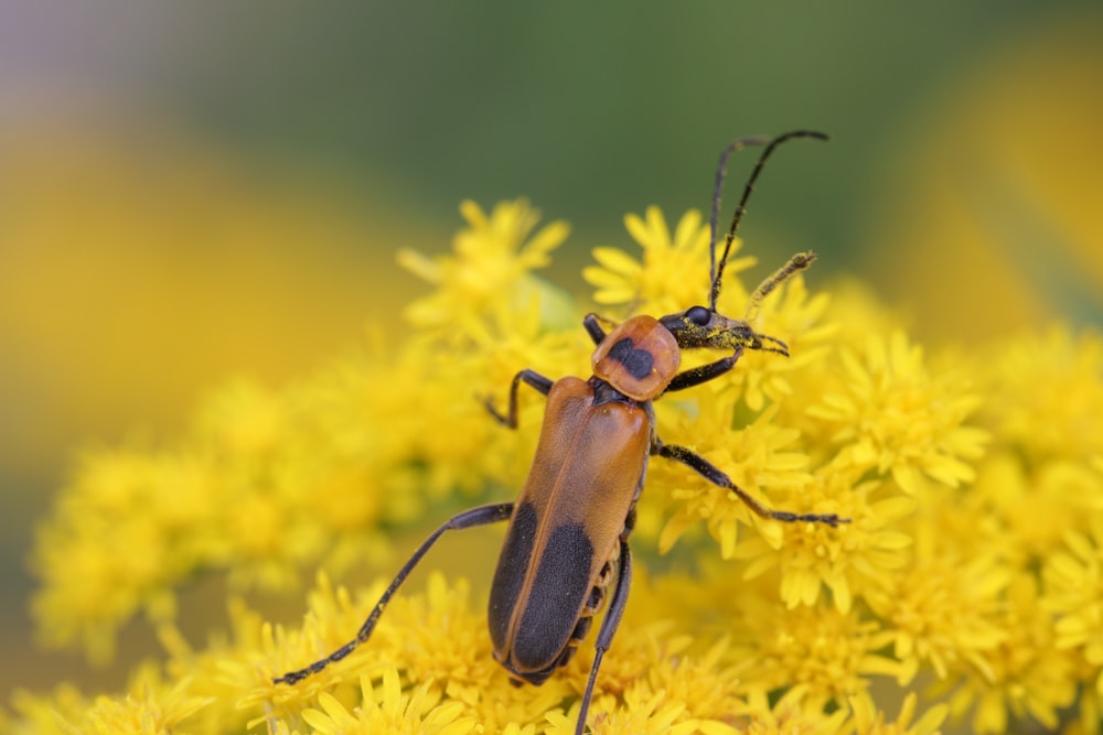 brown and black beetle on yellow flower