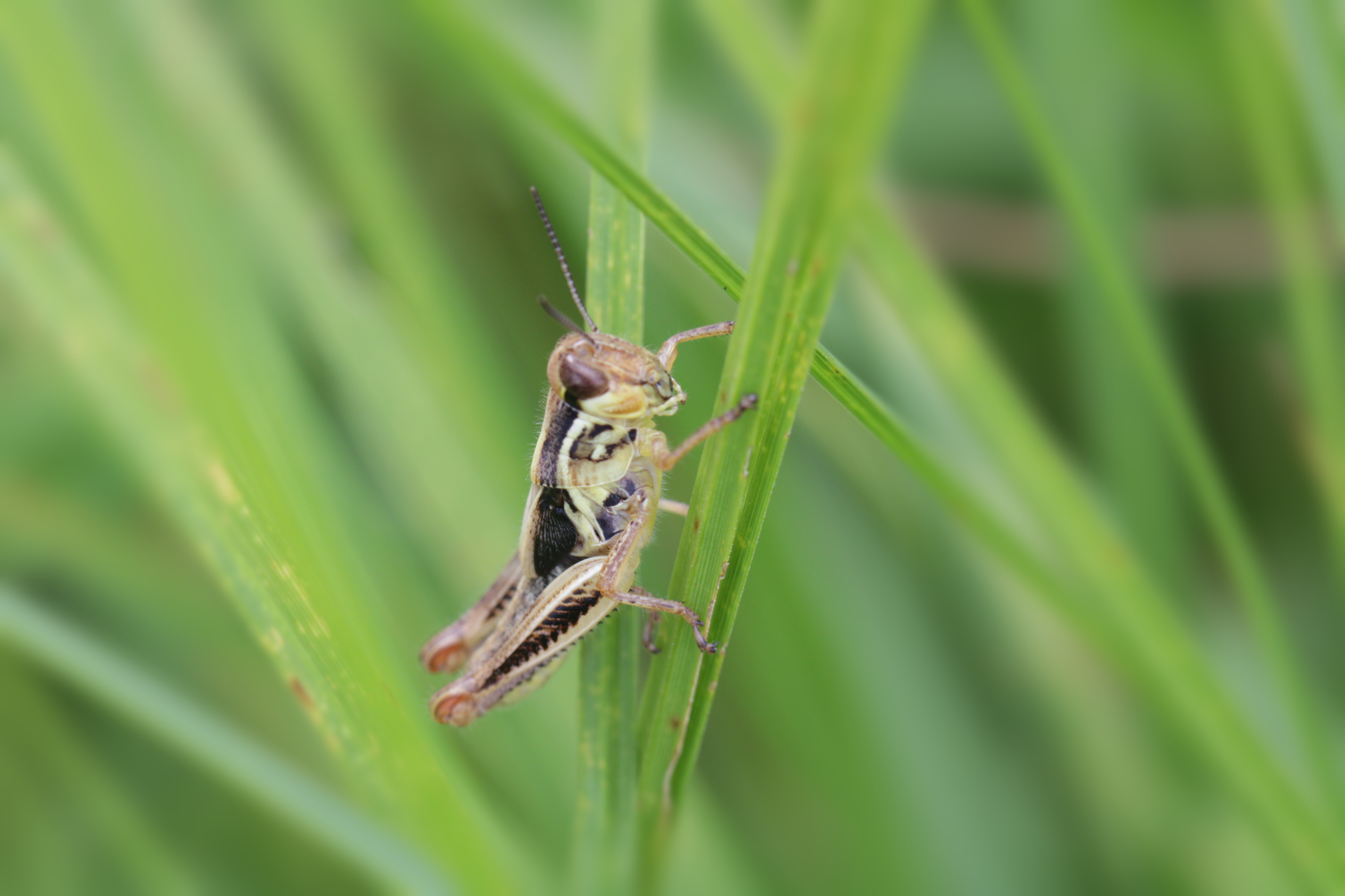 green grasshopper on green leaf