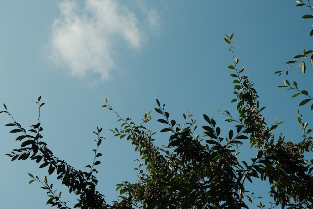 green leaves under blue sky during daytime