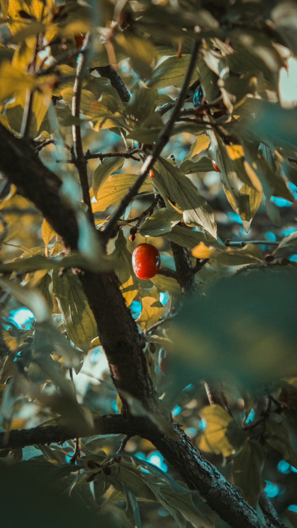 frutos redondos vermelhos na árvore