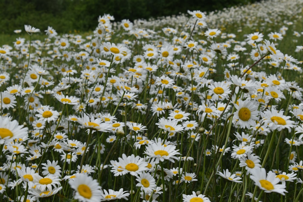 weiße und gelbe Blüten tagsüber