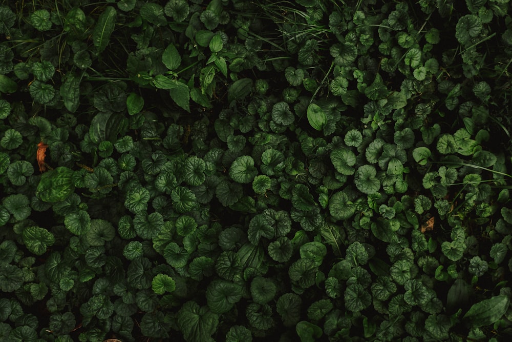 green leaves on brown soil