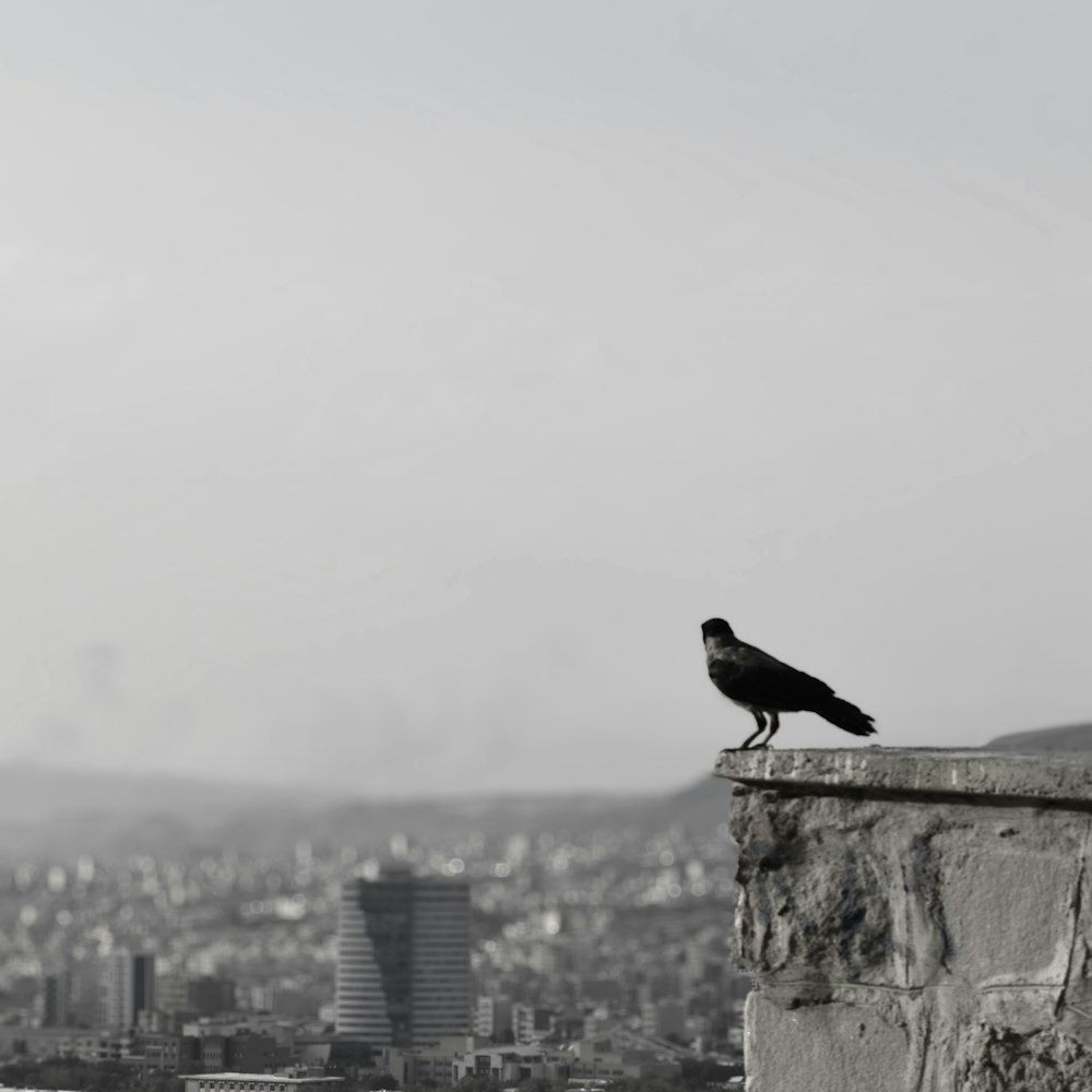 pássaro preto no topo de um edifício