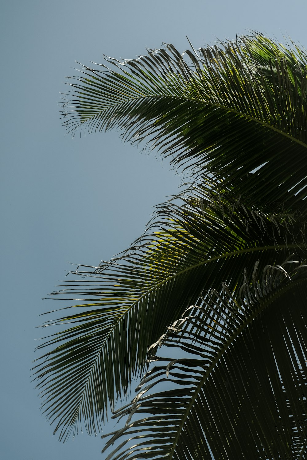 green palm tree under blue sky during daytime