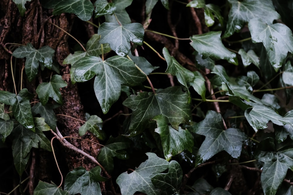 green leaves on brown wooden fence