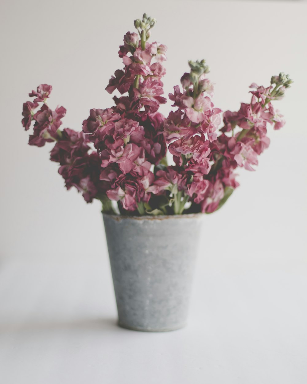 pink flowers in gray pot