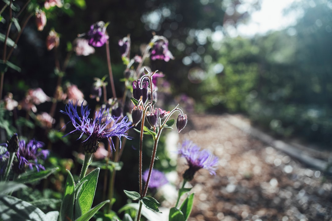 purple flower in tilt shift lens