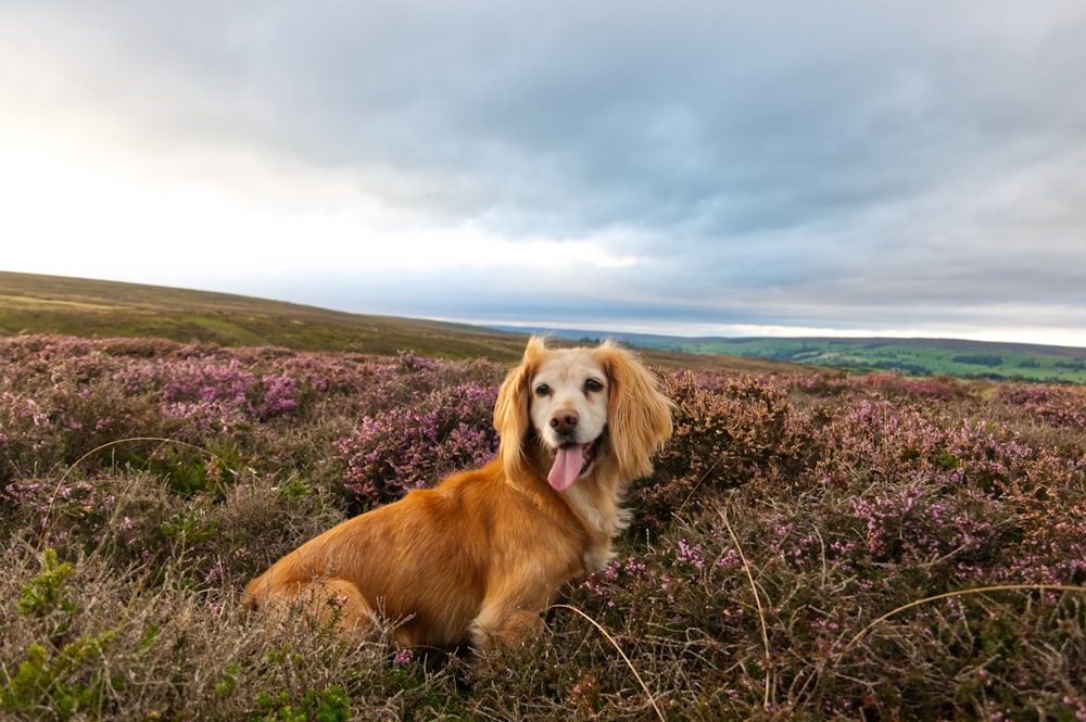 golden retriever sitting on grass field during daytime