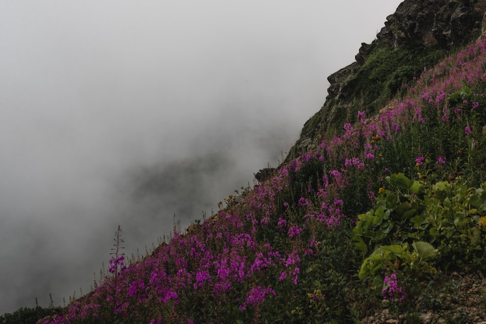 purple flowers on mountain during foggy day