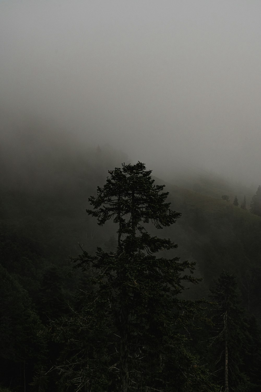 green trees on foggy weather