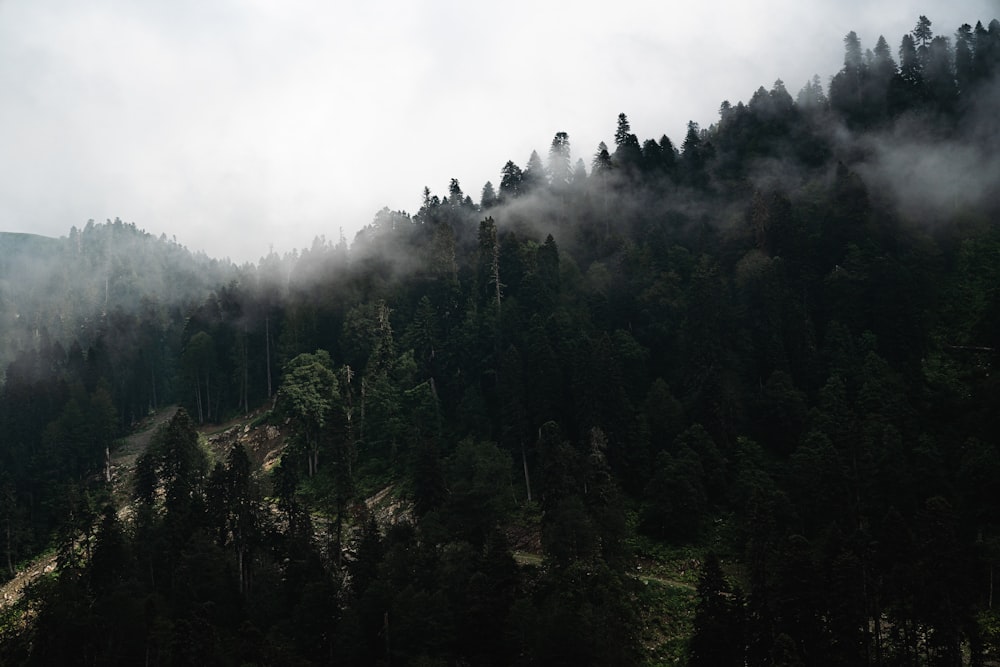 green trees under white sky during daytime