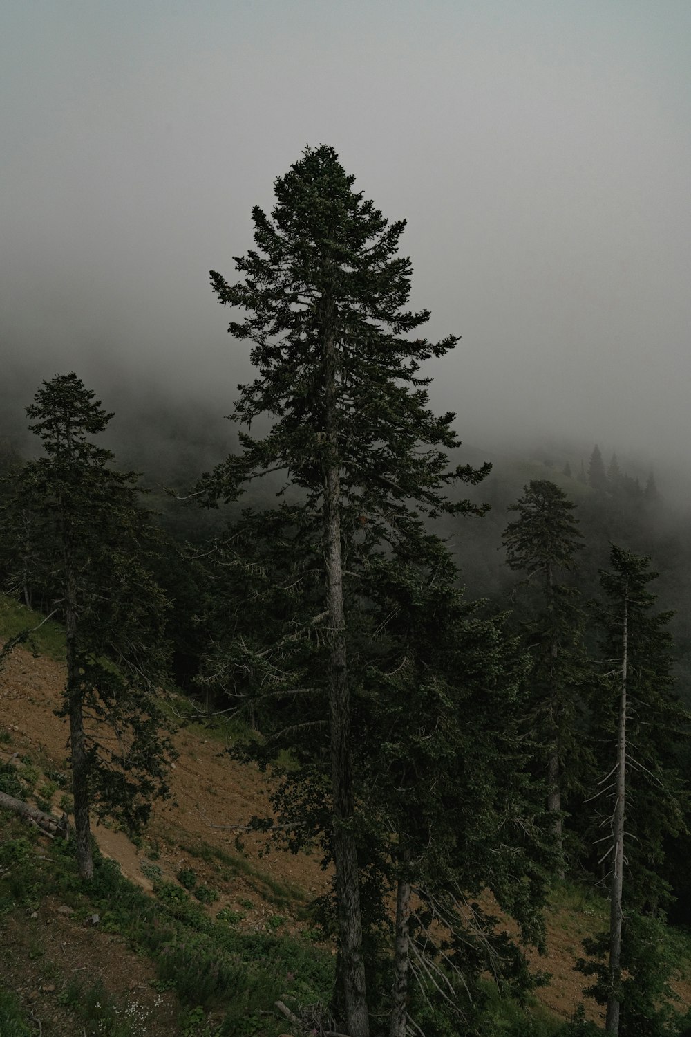 green pine tree on brown field