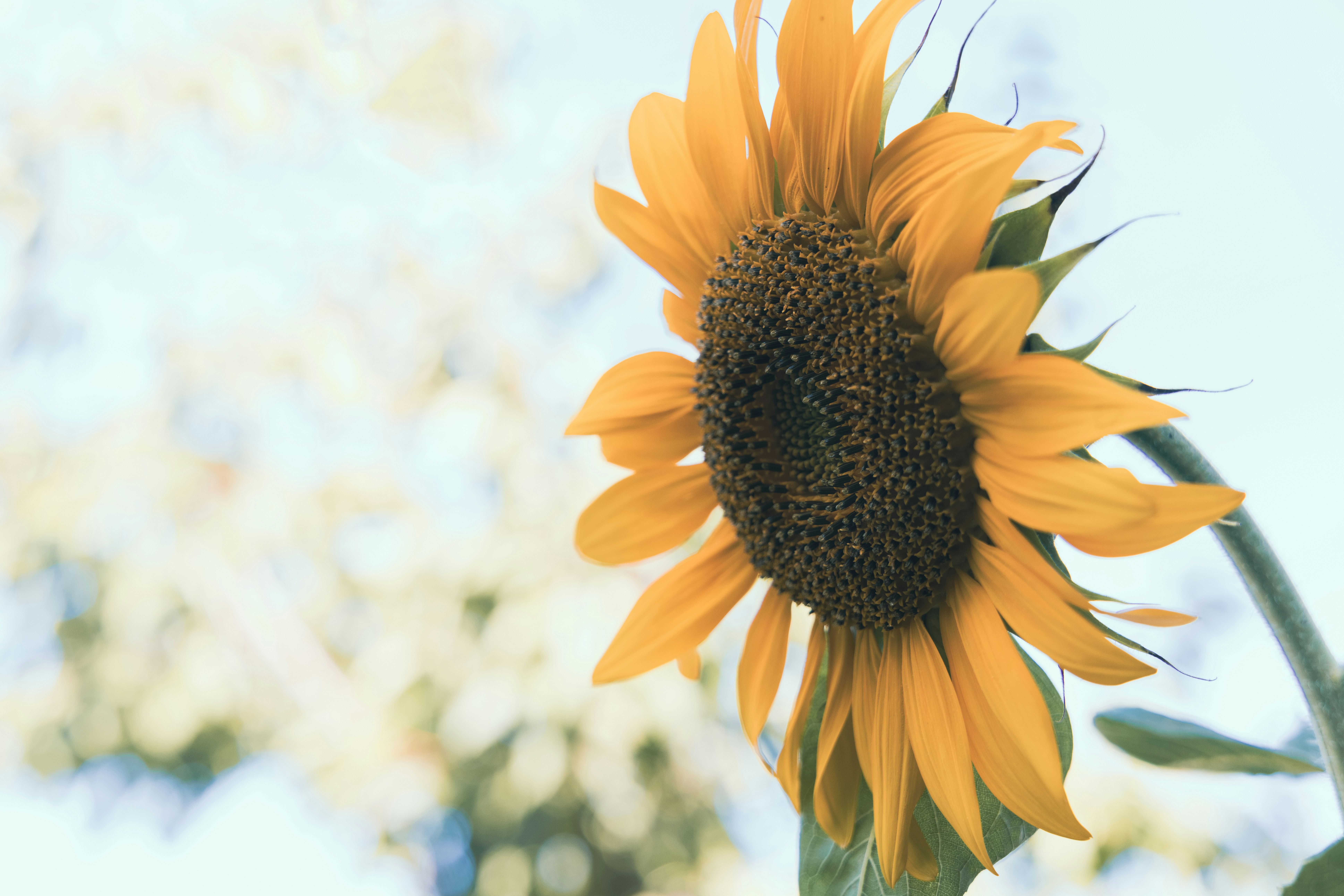 Photo by enginakyurt