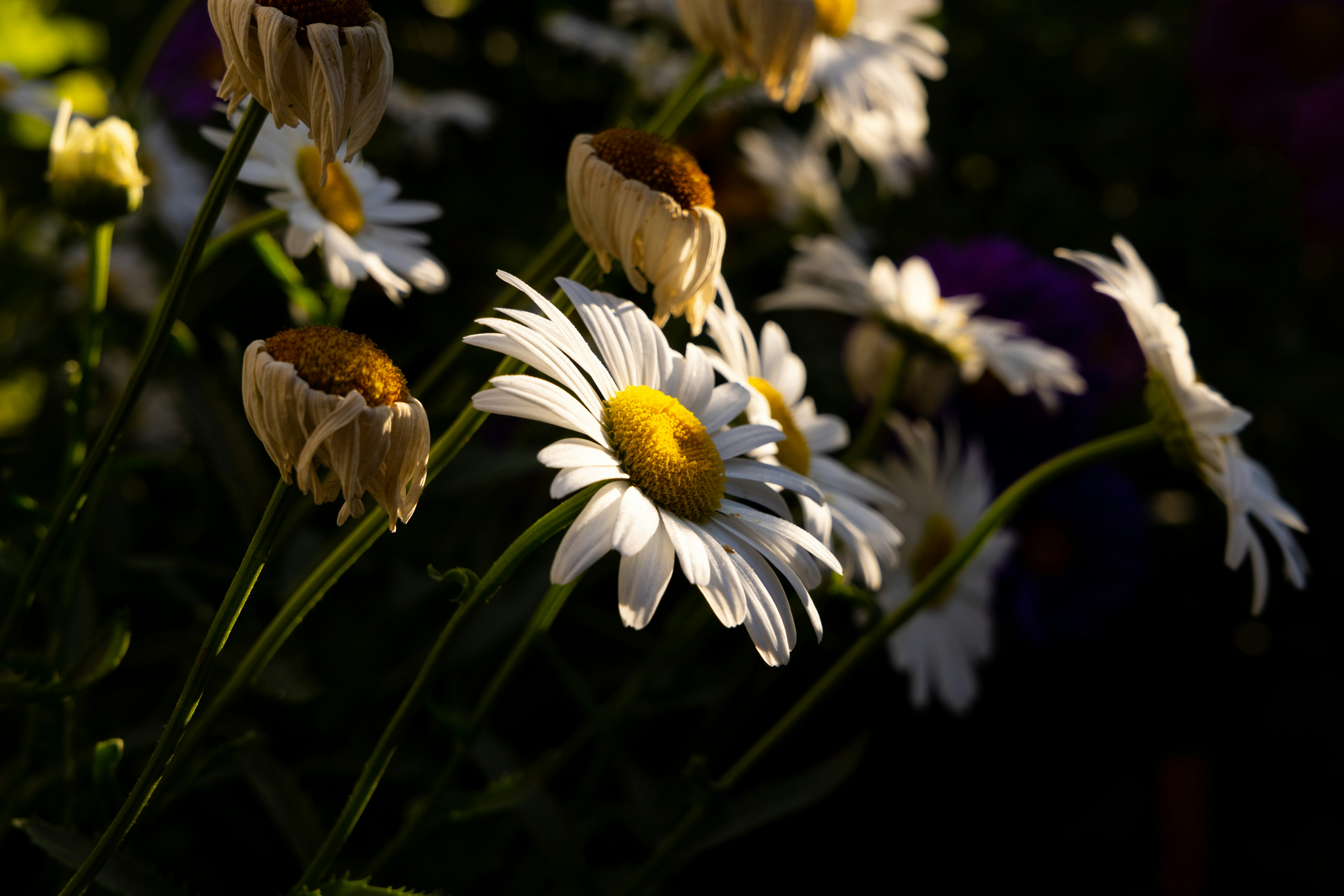 Photo by enginakyurt