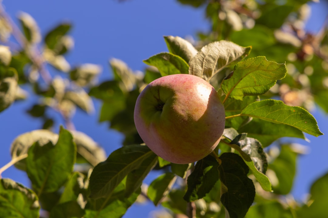 green apple fruit on tree during daytime