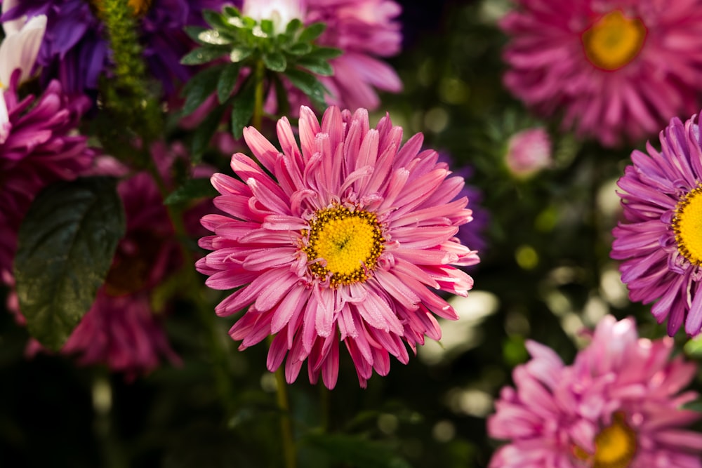 pink and yellow flower in tilt shift lens