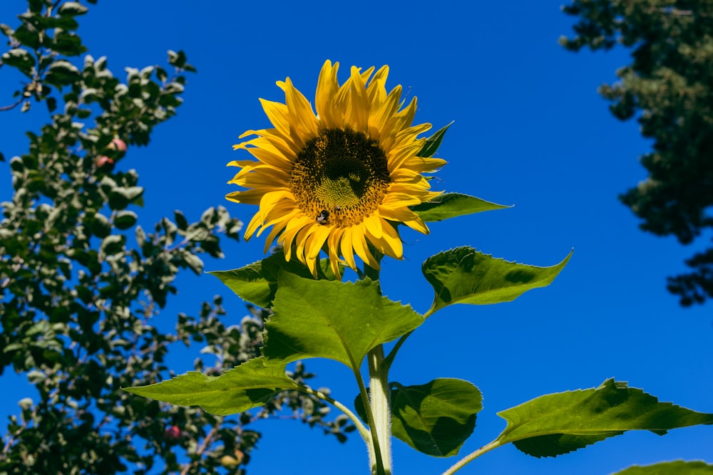 yellow sunflower under blue sky during daytime