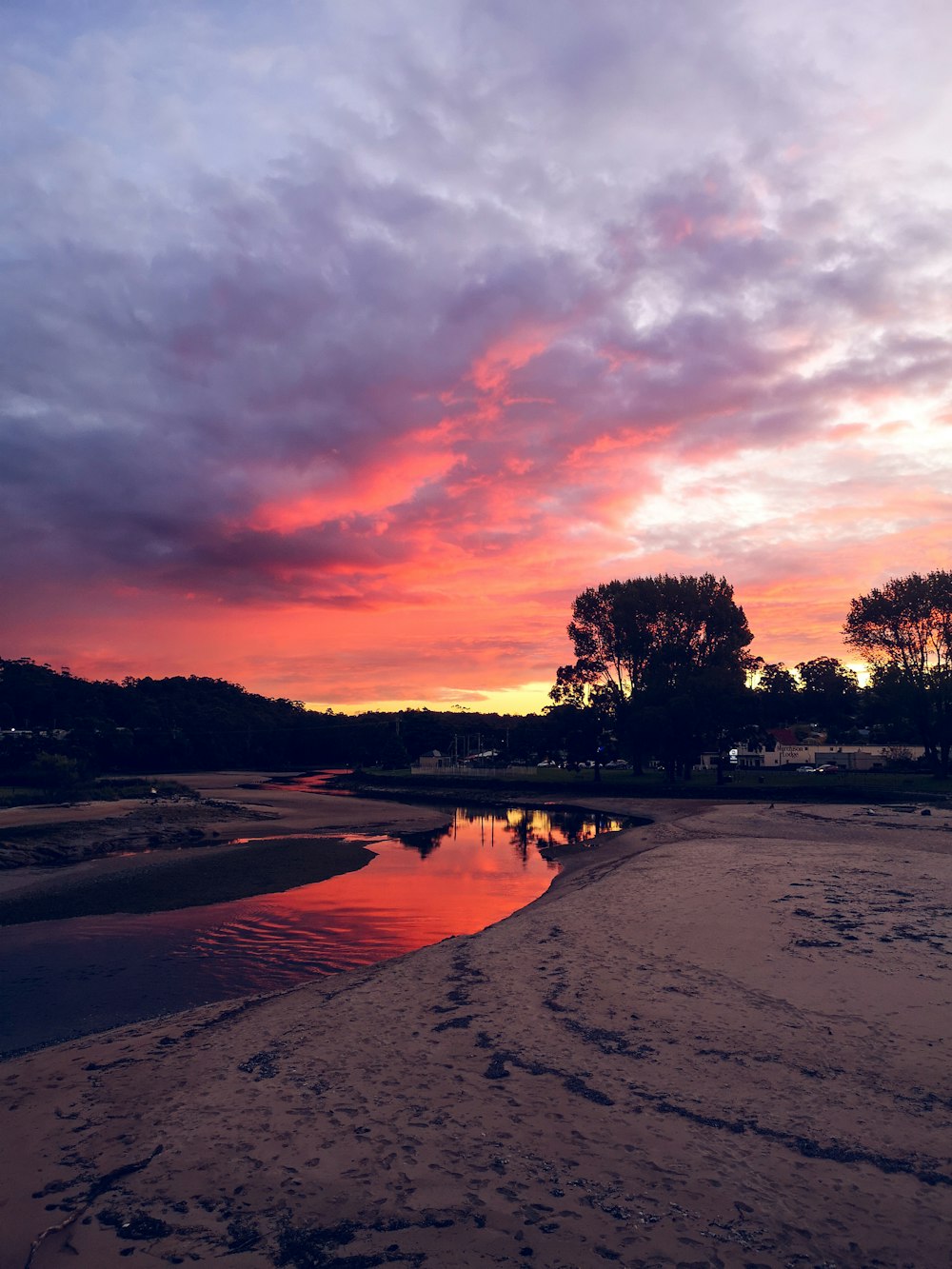 silhouette of trees near body of water during sunset