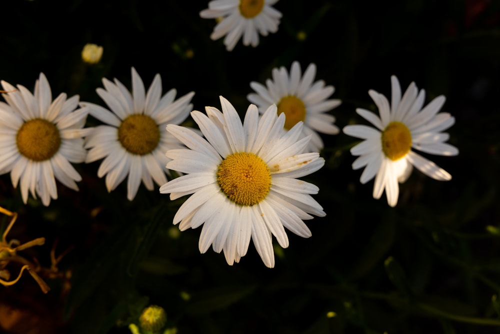 white daisy flowers in bloom