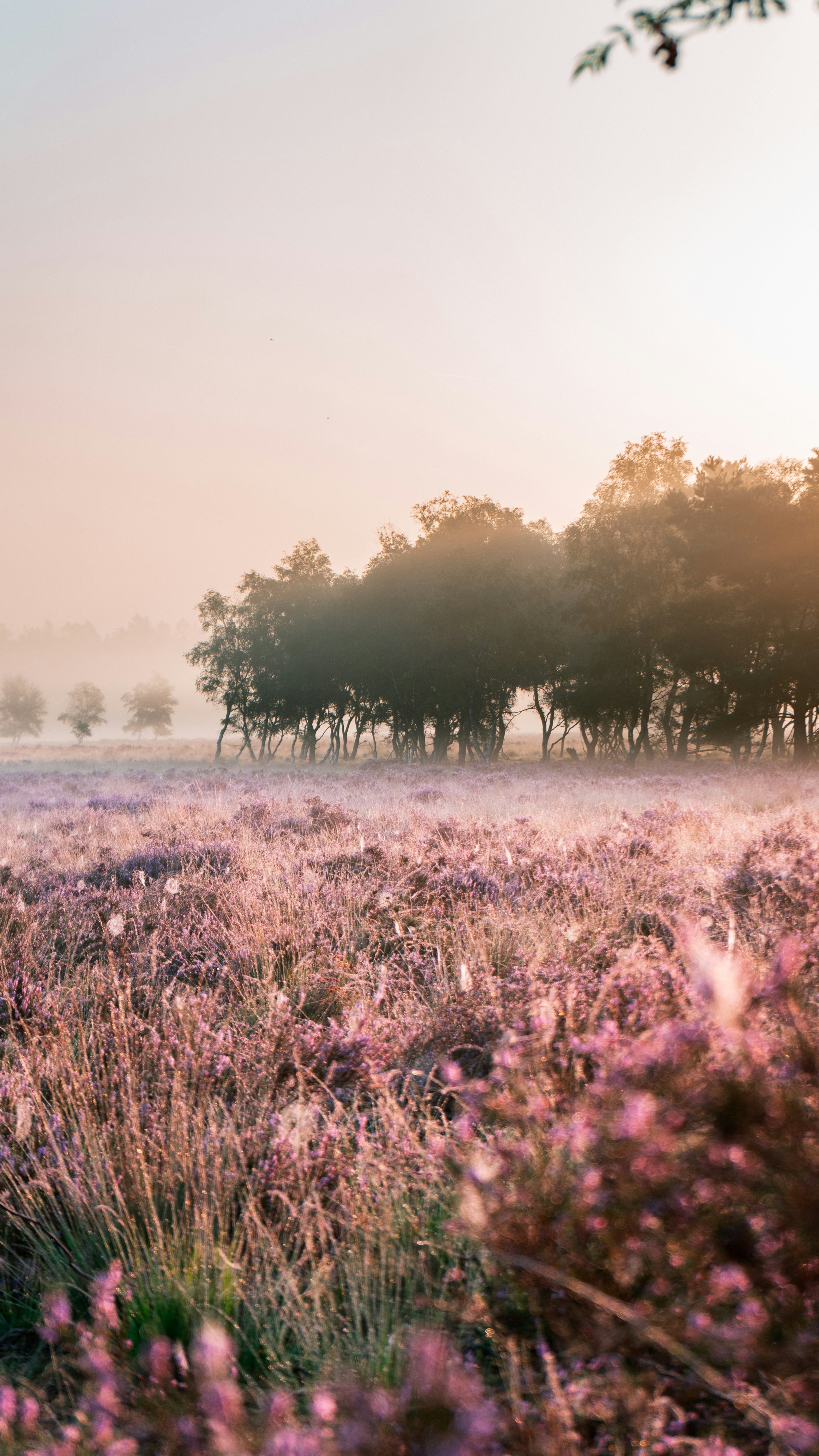 Paars heideveld in ochtendmist met bomen in silhouet.