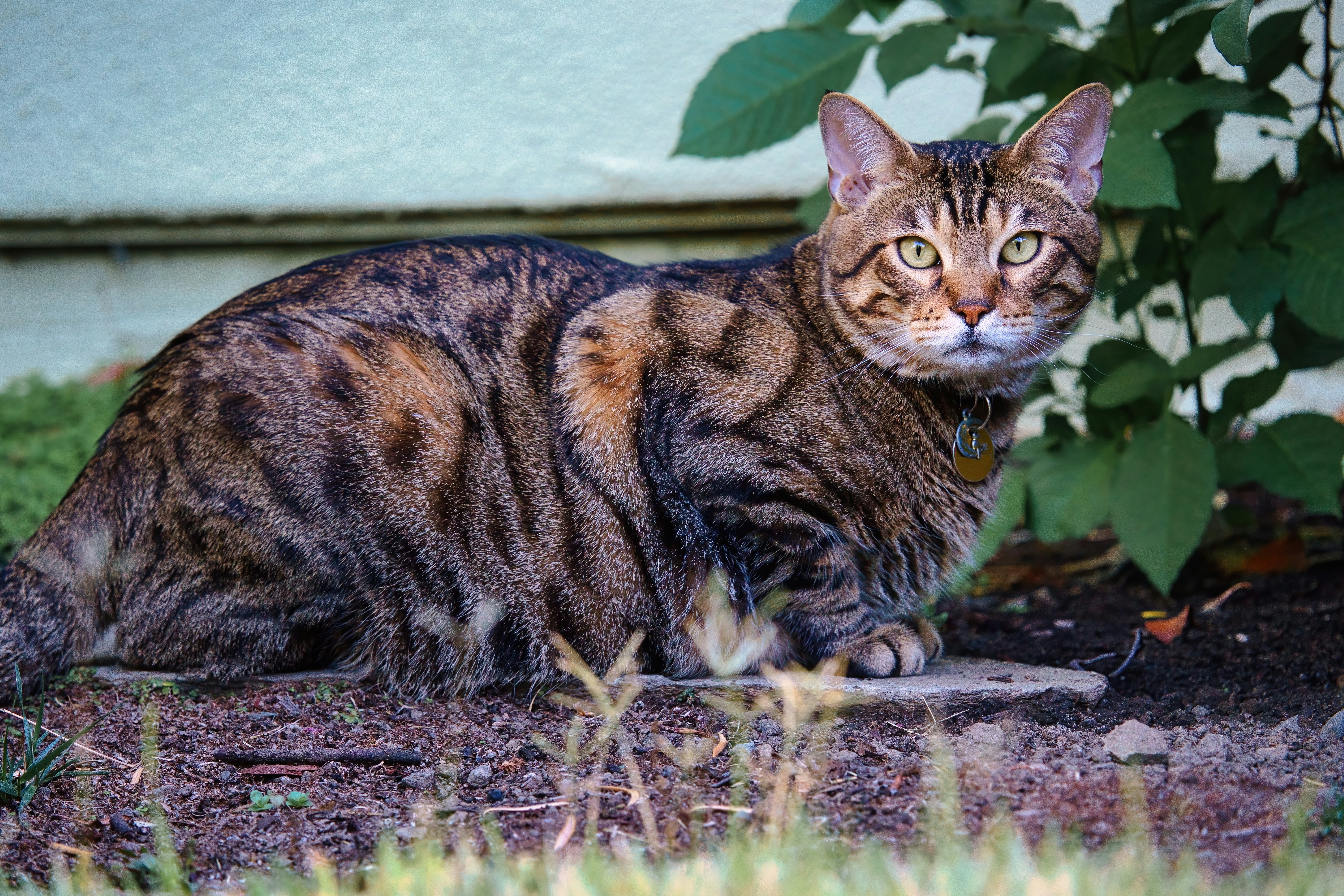 Braune Tabby-Katze auf braunem Schmutz