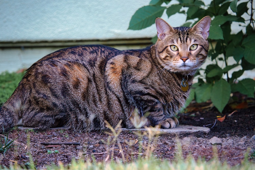 茶色の土に茶色のぶち猫