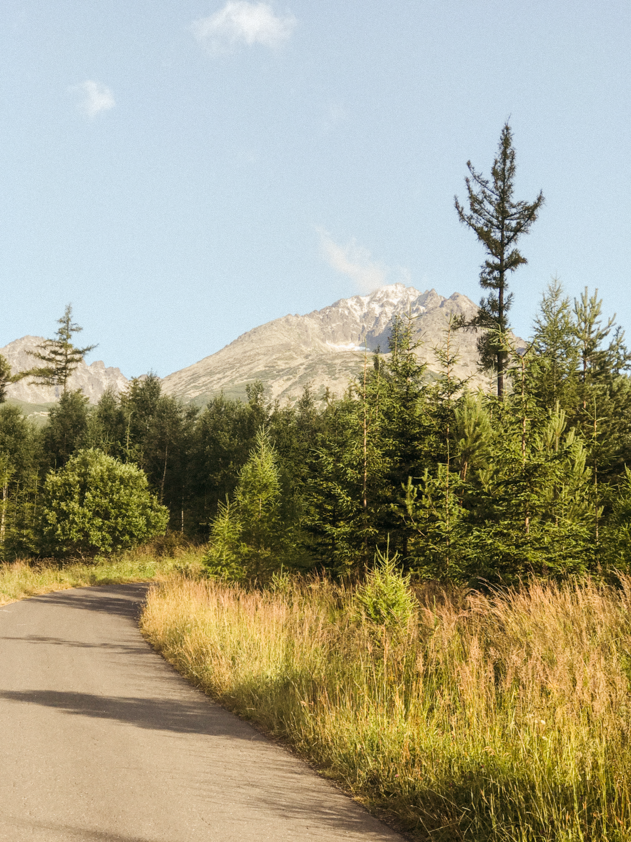 green trees near gray concrete road during daytime