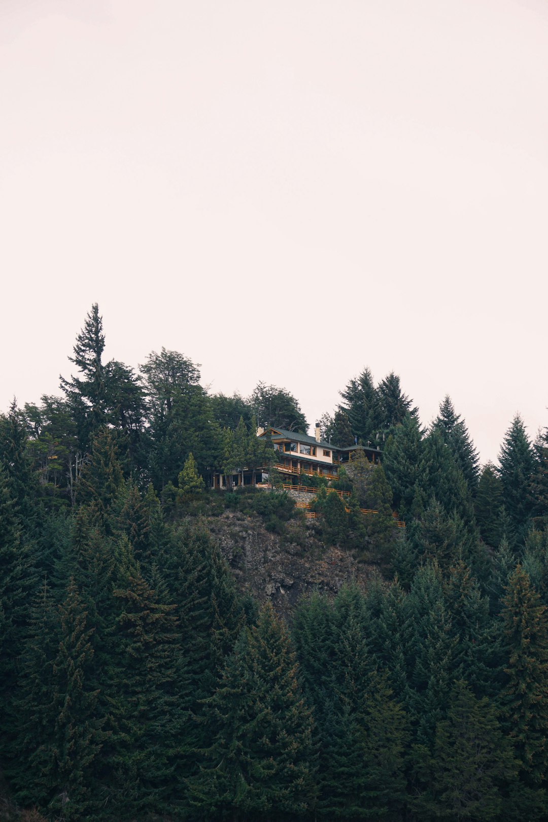 green trees under white sky during daytime