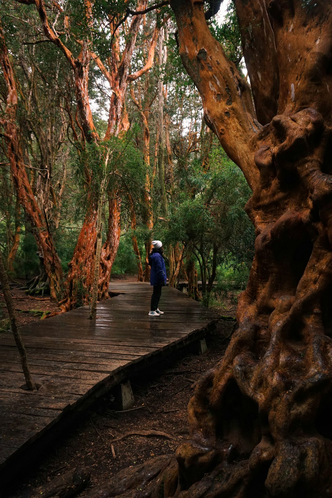 man in blue jacket walking on wooden bridge