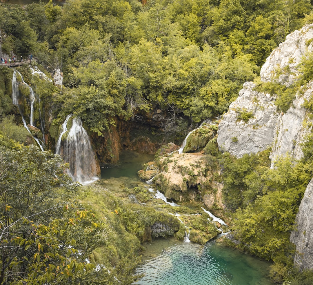 green trees beside river during daytime