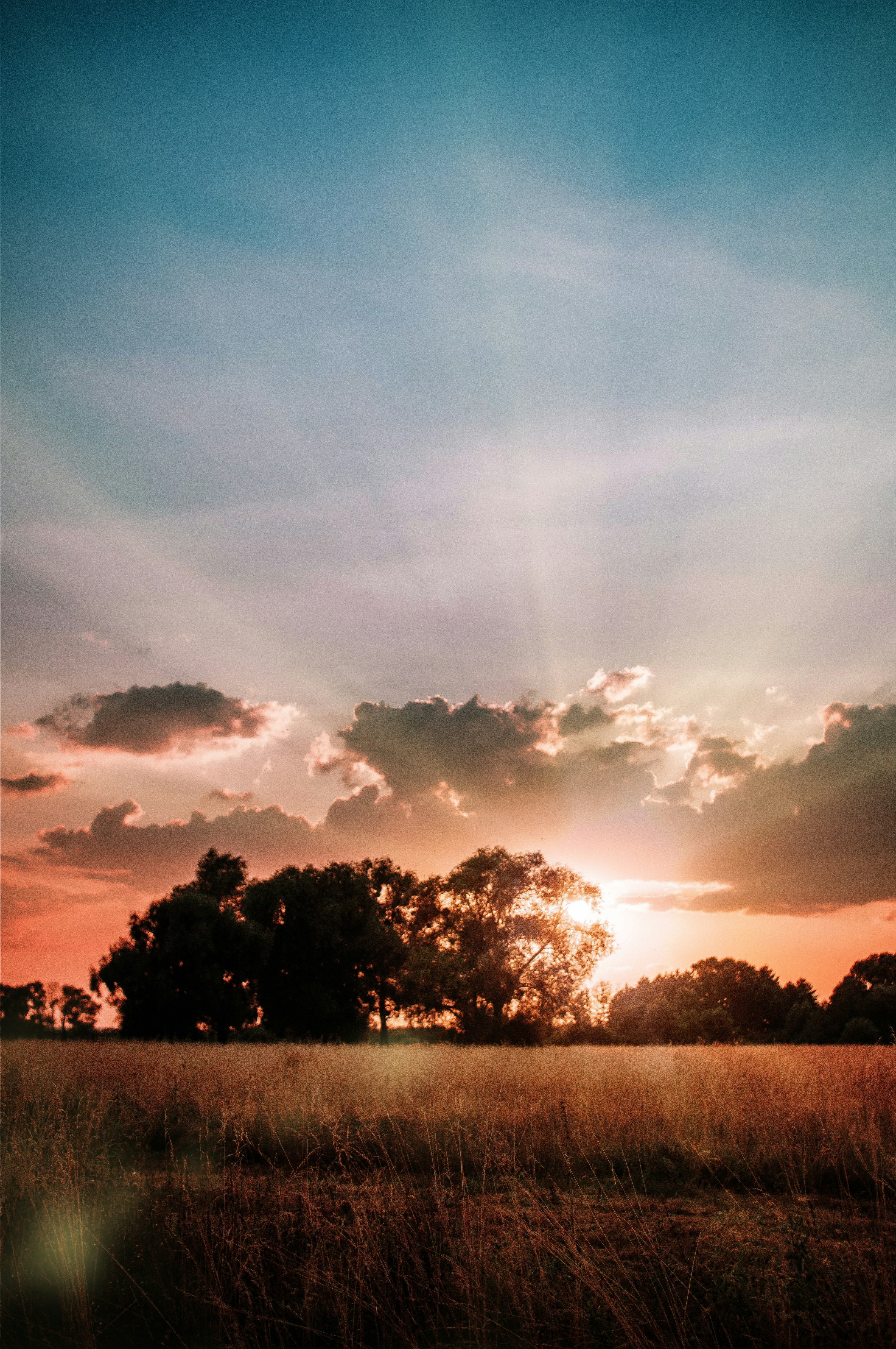 silhouette of trees under cloudy sky during sunset